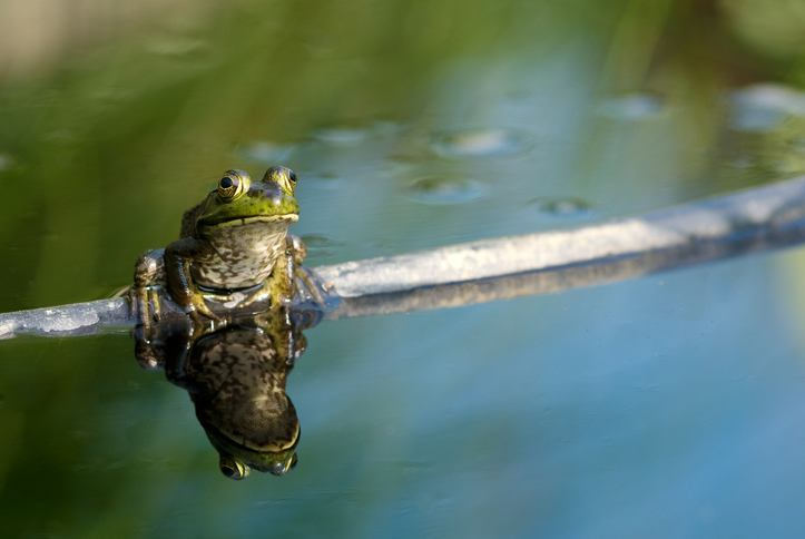 żaba siedząca na kiju